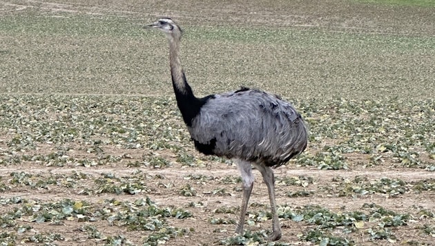 Emu "Nando" držel o víkendu záchranné složky v Durynsku na nohou. (Bild: Landespolizeiinspektion Nordhausen)