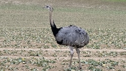 Emu „Nando“ hielt am Wochenende die Einsatzkräfte in Thüringen auf Trab. (Bild: Landespolizeiinspektion Nordhausen)