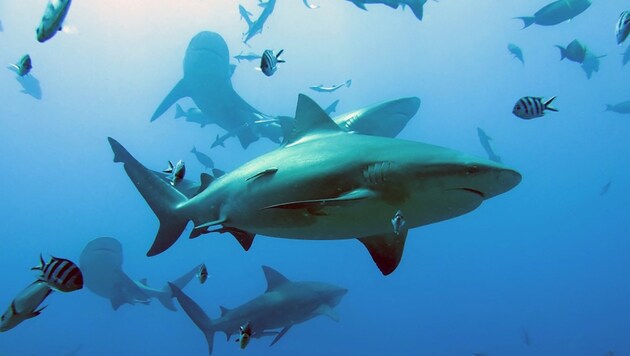 Rekiny u wybrzeży Fidżi (Bild: AFP)