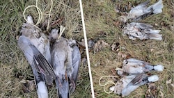 Tauben im Burgenland aneinandergebunden aufgefunden. (Bild: zVg Krone KREATIV)