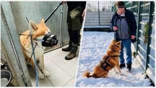 Nach einem schwierigen Start zeigt sich Cäsar nun dank intensivem Training umgänglich und sozial. Susanne Posch (re.) vom Tierheim Baden bemüht sich aufopfernd um den Rüden.  (Bild: zVg)