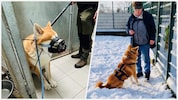 Nach einem schwierigen Start zeigt sich Cäsar nun dank intensivem Training umgänglich und ...