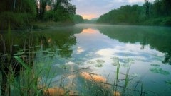 Nationalpark Donau-Auen in Hainburg (Bild: Popp)