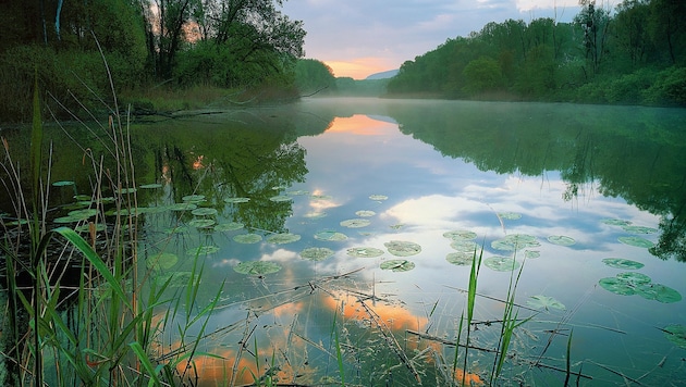 Nationalpark Donau-Auen in Hainburg (Bild: Popp)