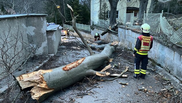 In Mödling, large trees could not withstand the storm (Bild: FF Mödling)