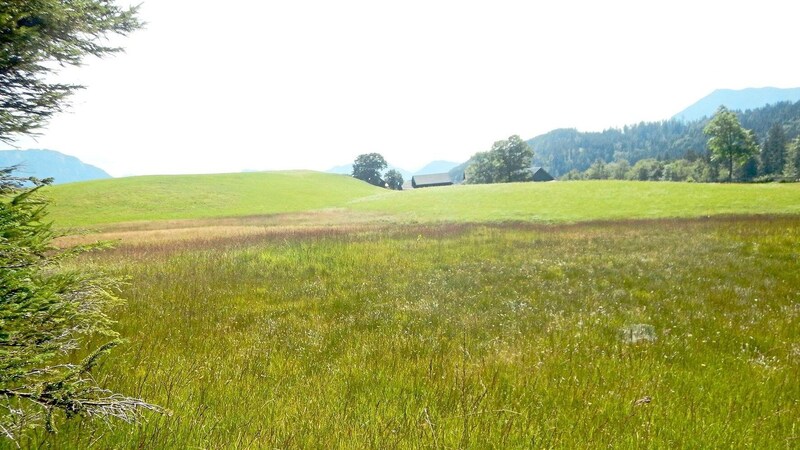 Bedeutende Biotop-Typen wie die für das Ausseerland typischen Narzissenwiesen wären laut Naturschutzbund gefährdet. (Bild: NB/Stefan Weiss)