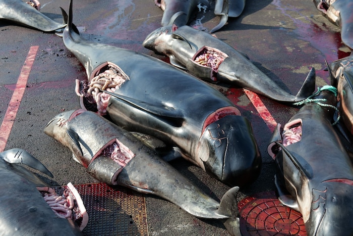 Dolphins are often killed to be used as bait.