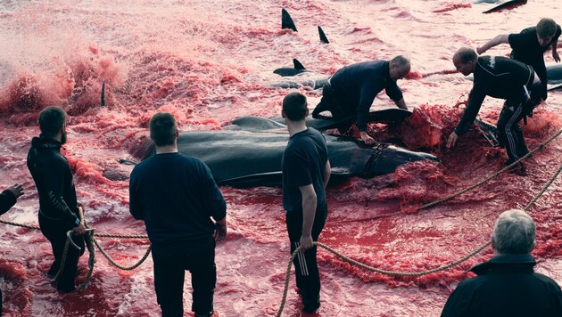 Dolphin hunting has a long tradition on the Faroe Islands. (Bild: AFP)
