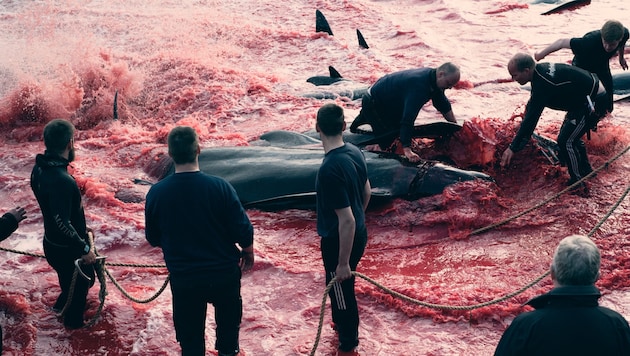 Auf den Färöer Inseln hat die Delfinjagd Tradition. (Bild: AFP)