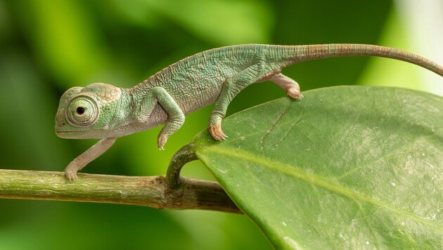 Vosseler's two-horned chameleons are an endangered species. (Bild: APA/DANIEL ZUPANC)