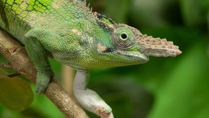 Die Männchen der Vosseler-Zweihornchamäleons sind vor allem für ihre auffälligen Hörner am Kopf bekannt. (Bild: APA/DANIEL ZUPANC)