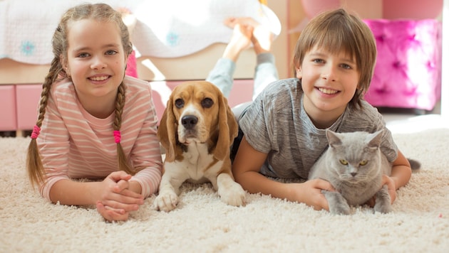 Mit Haustieren aufzuwachsen, ist ein großes Glück! Das Immunsystem wird gestärkt und man lernt früh Verantwortung zu übernehmen.  (Bild: stock.adobe.com - nuzza11)