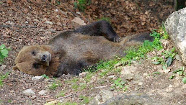 A brown bear in Trentino (Bild: bayazed – stock.adobe.com)