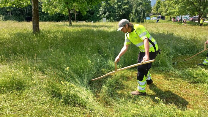 Statt mit lärmenden Geräten wird wieder mit der Sense gemäht