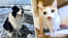 Border Collie Spin und Kater Jesper sind auf Platzsuche (Bild: Laura Berndl, Pfotenhilfe Lochen, Krone KREATIV)