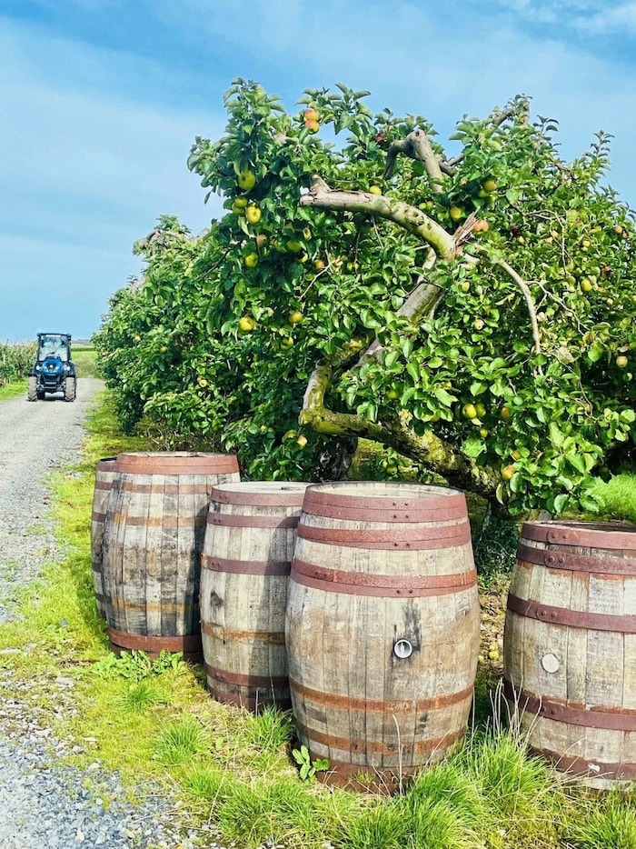 Preisgekrönten Apfel-Cider gibt’s auf der Long Meadow Farm in Armagh.