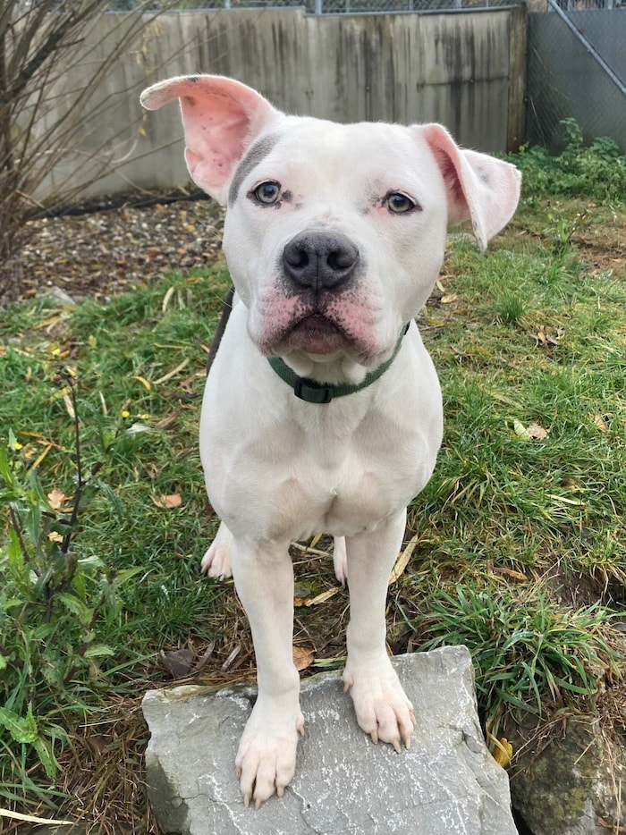 American Staffordshire Terrier Dusty