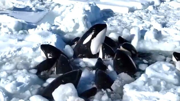 Orca riadó Japán partjainál. Gyilkos bálnák egy csoportja szorosan egymás mellett sodródott a tengeren. Az állatok csapdába estek a csomagjég miatt. (Bild: KameraOne)