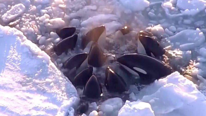 Die Eisschollen könnten womöglich ausgedehnter als erwartet gewesen sein, was es den Tieren erschwert haben könnte, aufzutauchen. (Bild: KameraOne)