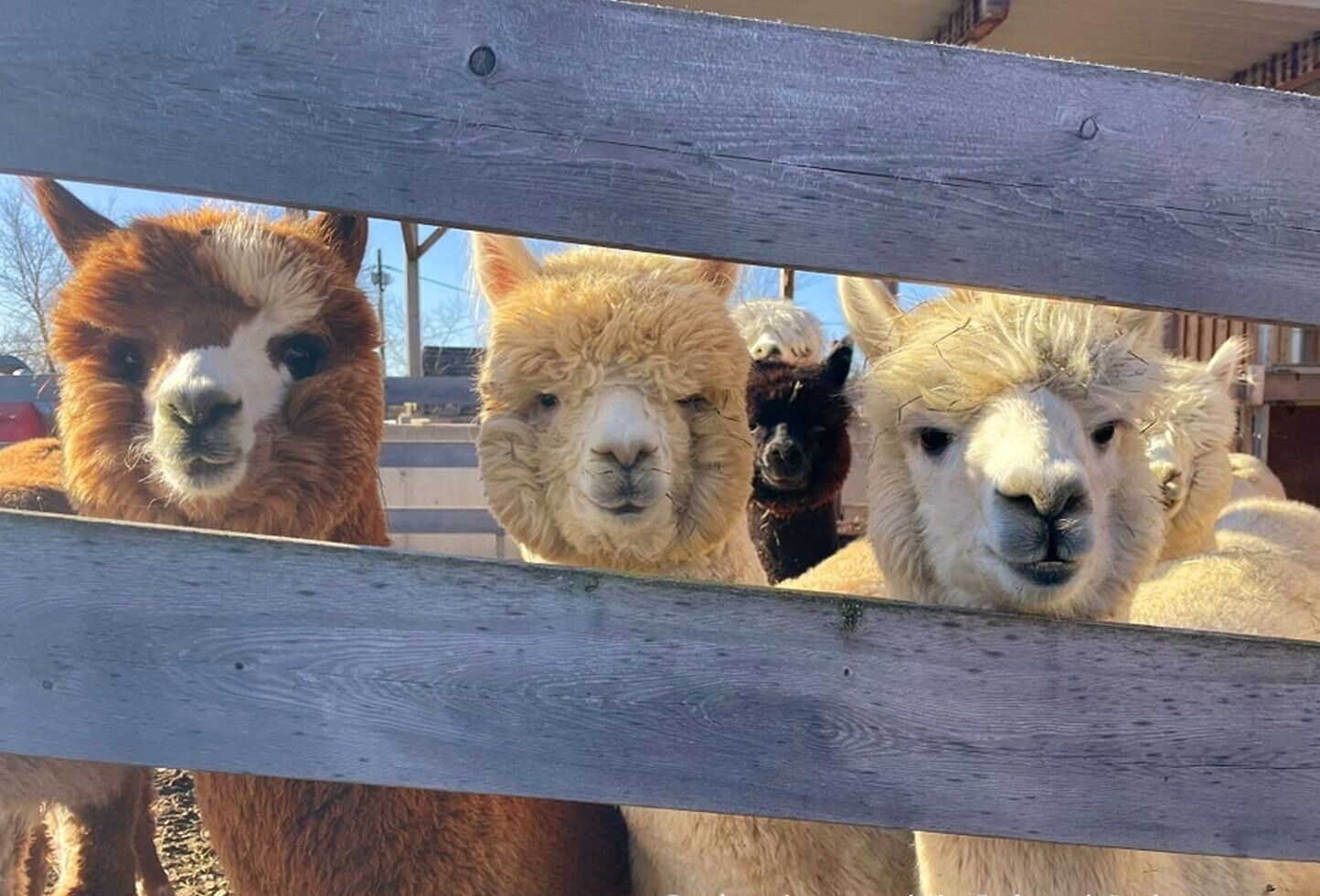 Preise f r Alpakazucht Was die flauschigen Kuscheltiere