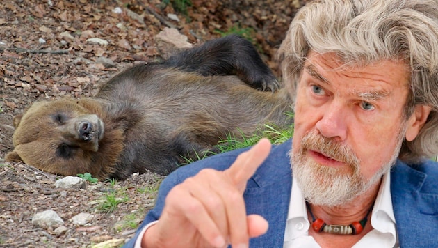 Extreme mountaineer Reinhold Messner is of the opinion that there are too many bears in Trentino. (Bild: stock.adobe.com/bayazed APA/dpa/Roland Weihrauch Krone KREATIV,)