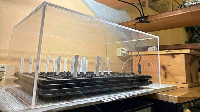 Mit einer Anzuchthaube können perfekte Bedingungen geschaffen werden