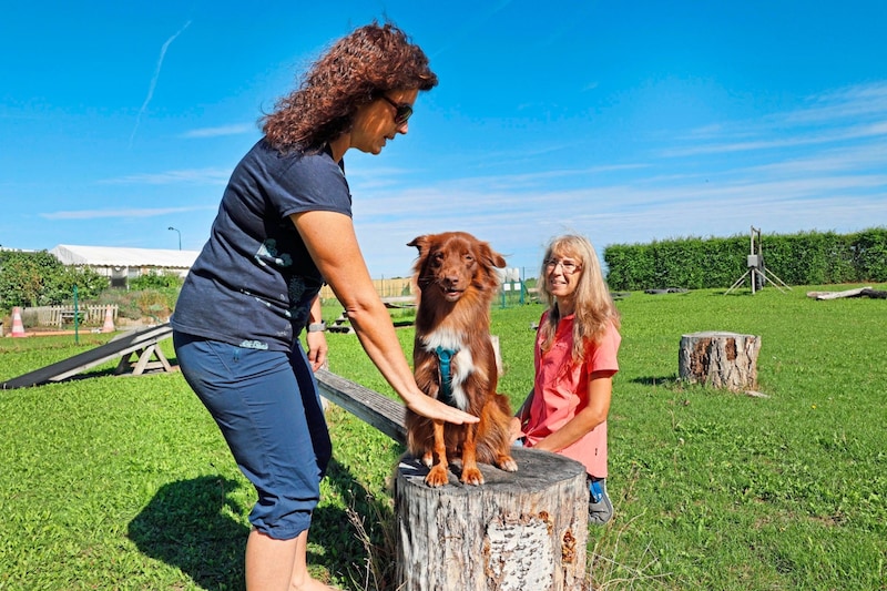 Knapp 110.000 Hunde sind in der Steiermark registriert (Symbolbild Hundeschule) (Bild: Klemens Groh)