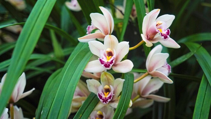 58 Blüten hat die Orchidee derzeit