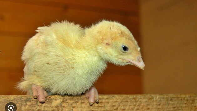 Pisklętom indyczym topi się pazury bez znieczulenia. (Bild: Farm Sanctuary)