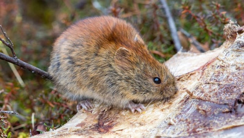 The northern red-backed vole (pictured), which is found throughout Alaska, is one species that has been shown to be infected with Alaska pox virus. (Bild: Alaska Department of Health/Jim Dau)