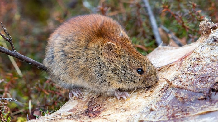 Die Nördliche Rotrückenmaus (Bild), die in ganz Alaska vorkommt, ist eine Art, die nachweislich ...