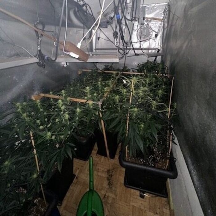 Zwölf Cannabispflanzen fand die Polizei in der Wohnung gut versteckt.