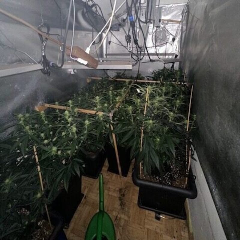 Zwölf Cannabispflanzen fand die Polizei in der Wohnung gut versteckt. (Bild: Polizei Salzburg)