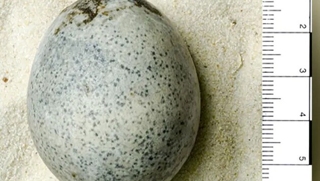 Dieses rund 1700 Jahre alte Ei aus römischer Zeit enthält - wie ein CT-Scan zeigt - noch immer eine Flüssigkeit. (Bild: Oxford Archaeology)