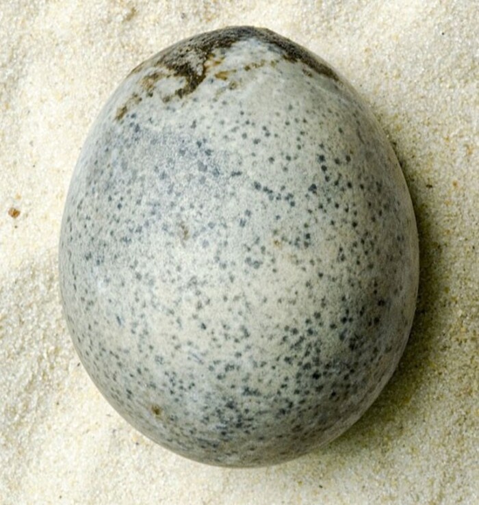 Das Ei wurde in einer mit Wasser gefüllten Grube gefunden.