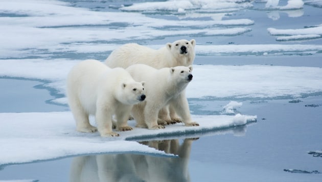 Recently, young and emaciated male bears had to be shot twice within a few days after coming dangerously close to people. (Bild: stock.adobe.com)