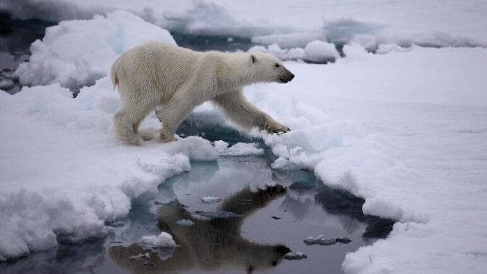 Forschende gehen davon aus, dass ein Viertel der Männchen verhungern wird, wenn das arktische Meer 180 Tage eisfrei bleibt.