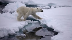 Forschende gehen davon aus, dass ein Viertel der Männchen verhungern wird, wenn das arktische Meer 180 Tage eisfrei bleibt. (Bild: © Jiri Rezac / Greenpeace)