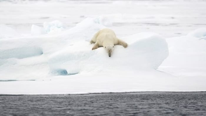 Kaum ein Tier steht so für die Klimaerwärmung wie der Eisbär - und tatsächlich machen eisfreie Phasen in der Arktis den Raubtieren schwer zu schaffen. 