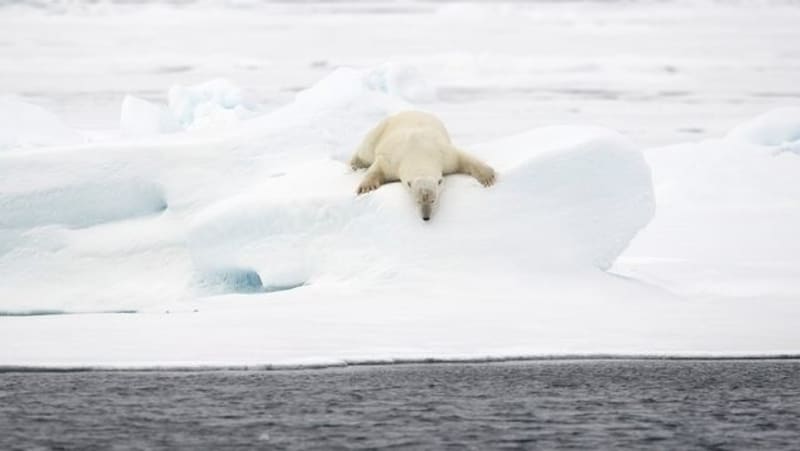 Kaum ein Tier steht so für die Klimaerwärmung wie der Eisbär - und tatsächlich machen eisfreie Phasen in der Arktis den Raubtieren schwer zu schaffen. (Bild: © Markus Mauthe / Greenpeace)