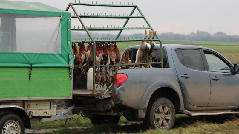 Der „Galgenwagen“: Verein gegen Tierfabriken dokumentierte kürzlich ein Fasan-, Rebhuhn und Hasenmassaker im Burgenland. (Bild: Verein Gegen Tierfabriken/vgt.at)