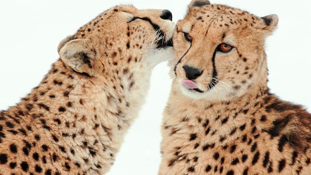 Frühlingsgefühle in der Tierwelt Herberstein: Bei den Geparden liegt Liebe in der Luft. (Bild: Martha Moritz)