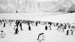 „Rückkehr zum Land der Pinguine“ im Kino. (Bild: Paprika Films/Luc Jacquet)
