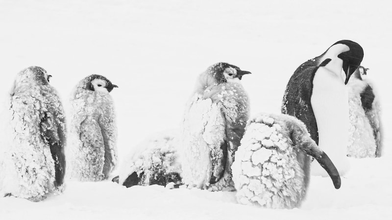 Spektakuläre Aufnahmen in brillantem Schwarz-Weiss: „Die Rückkehr zum Land der Pinguine“. (Bild: Paprika Films/Luc Jacquet)