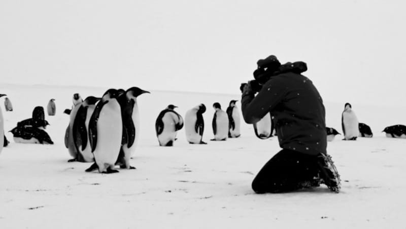 (Bild: Cedric Gentil Expedition Wild-Touch Antarctica)