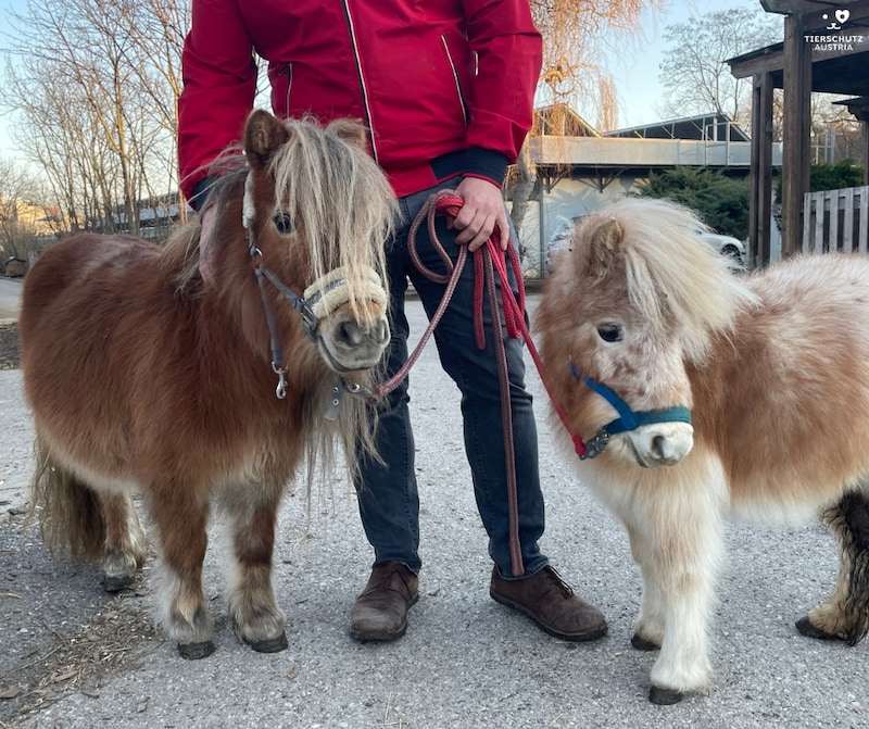 „Tamira“ und „Lilly“ (Bild: Tierschutz Austria)