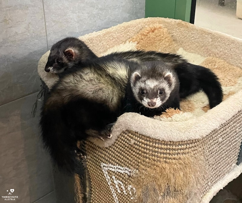 „Betty“ und „Wilma“ (Bild: Tierschutz Austria)