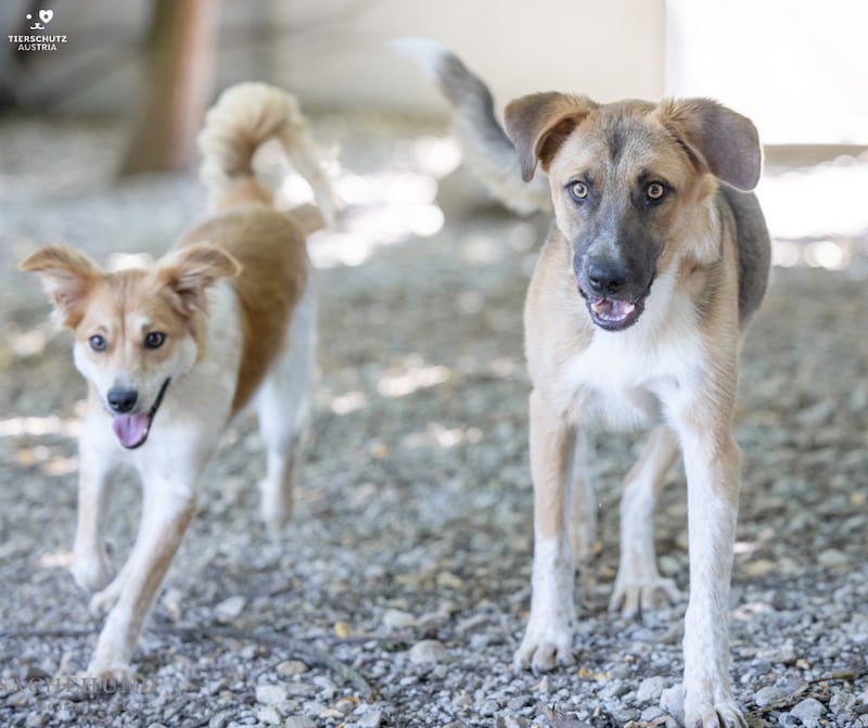 „Billy“ und „Eliza“ (Bild: Tierschutz Austria)