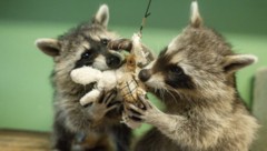 Die Waschbären „Elsa“ und „Niko“ sind unzertrennlich. (Bild: Tierschutz Austria)