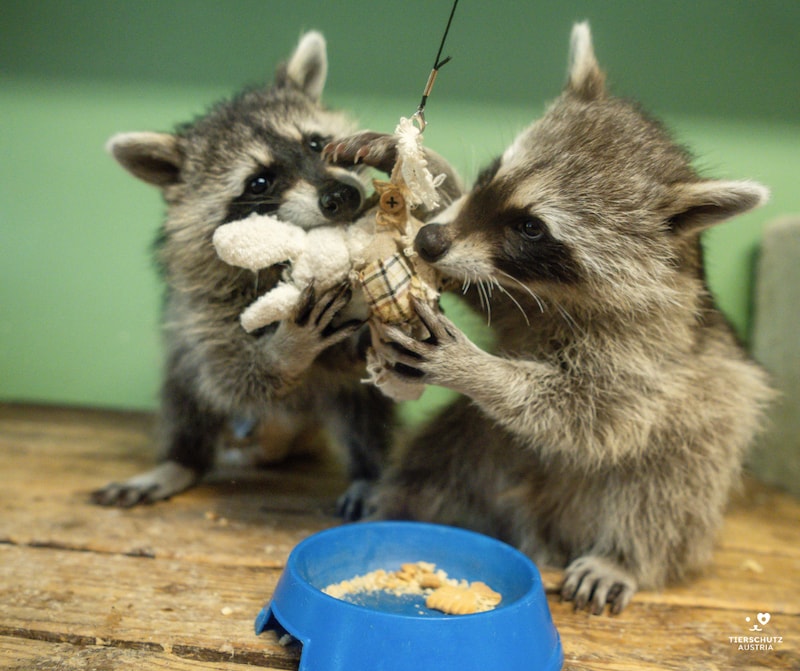 „Elsa“ und „Niko“ (Bild: Tierschutz Austria )